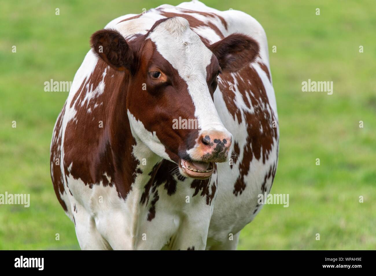 A close up photo of a brown and white cow standing in a field Stock Photo