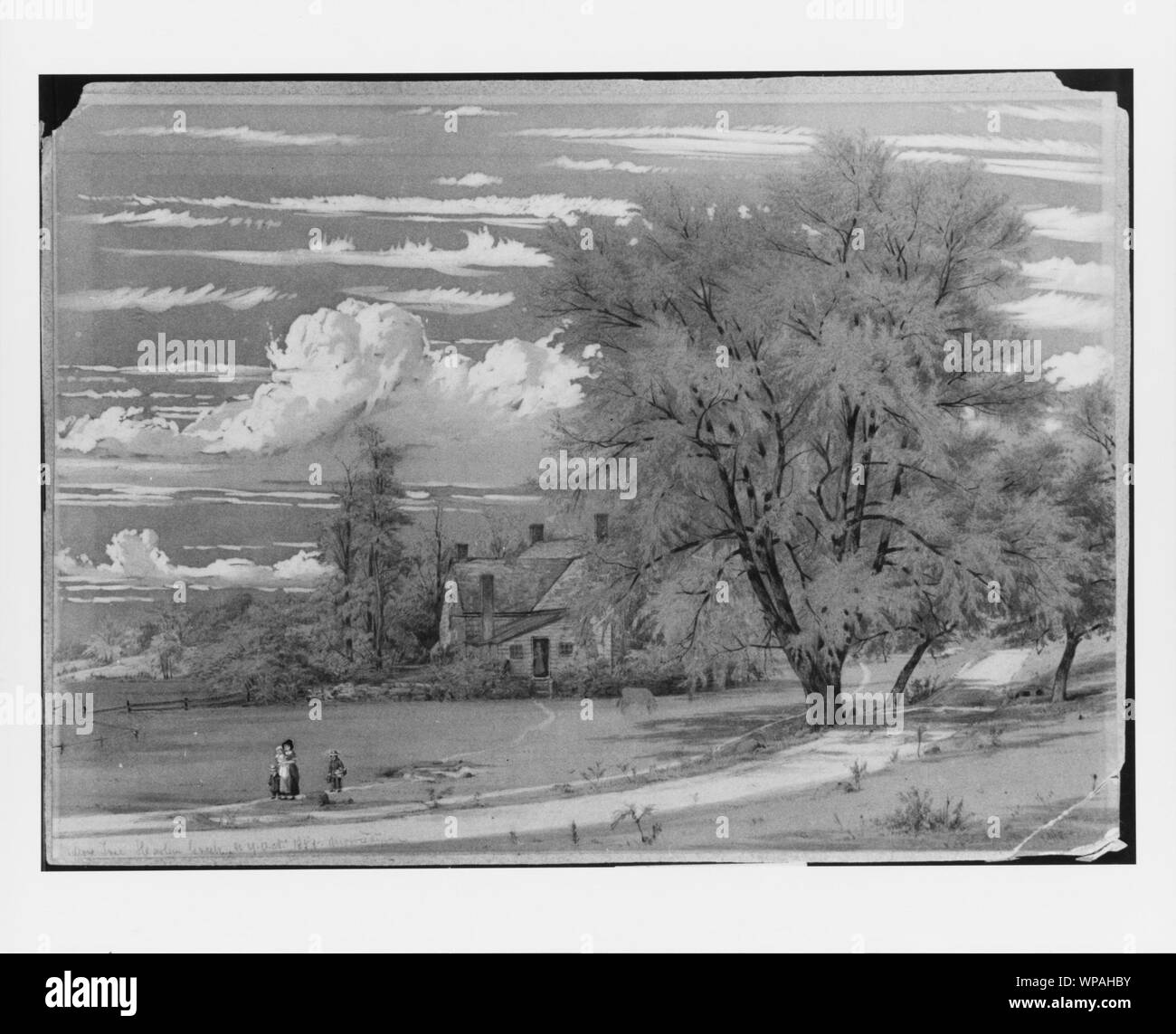 Willow tree illustration Black and White Stock Photos & Images Alamy