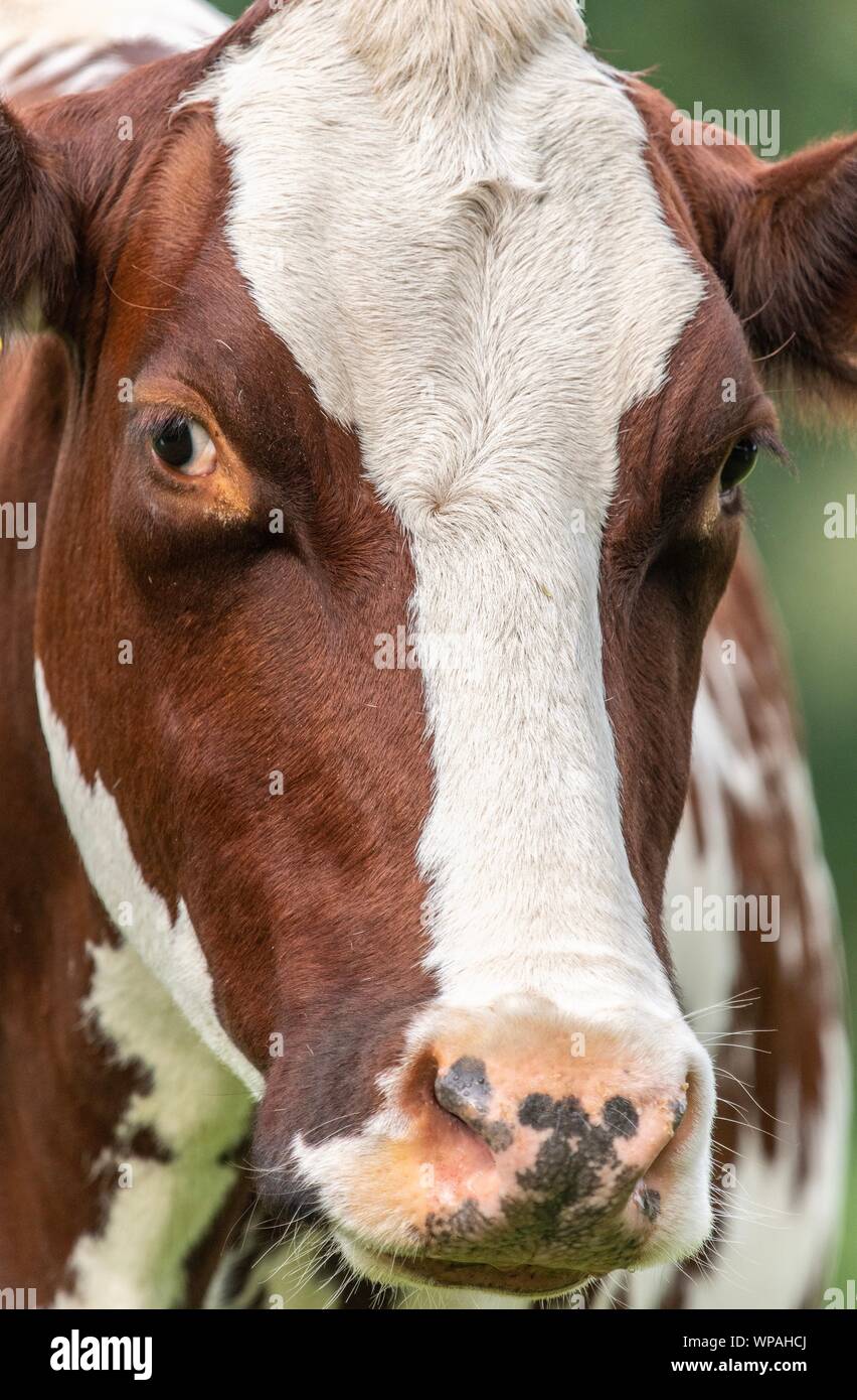 A close up photo of a brown and white cow standing in a field Stock ...