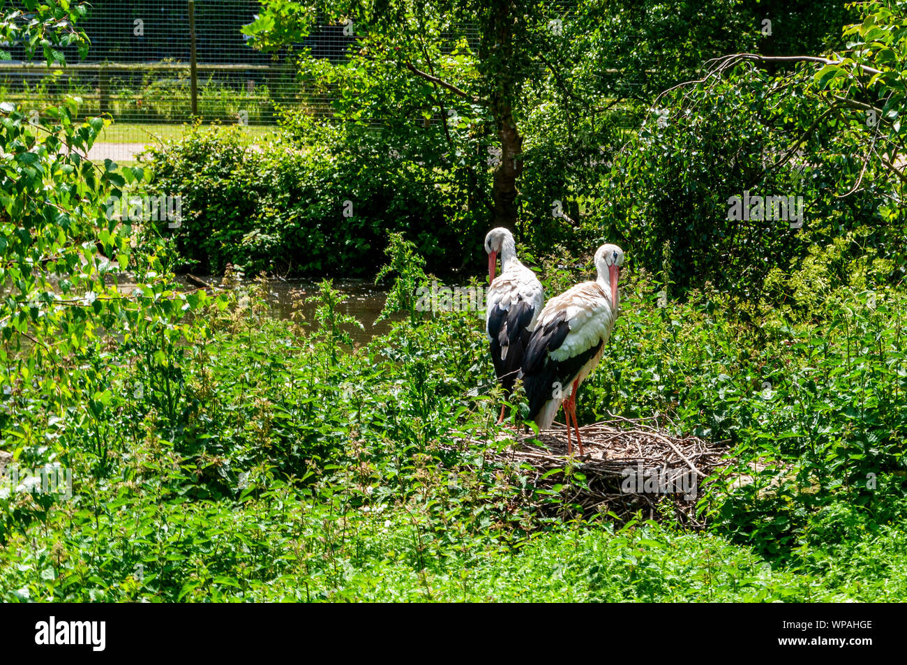 Two white storks, one standing in a nest built of large sticks and its mate standing nearby, groom themselves amid green vegetation near to water Stock Photo