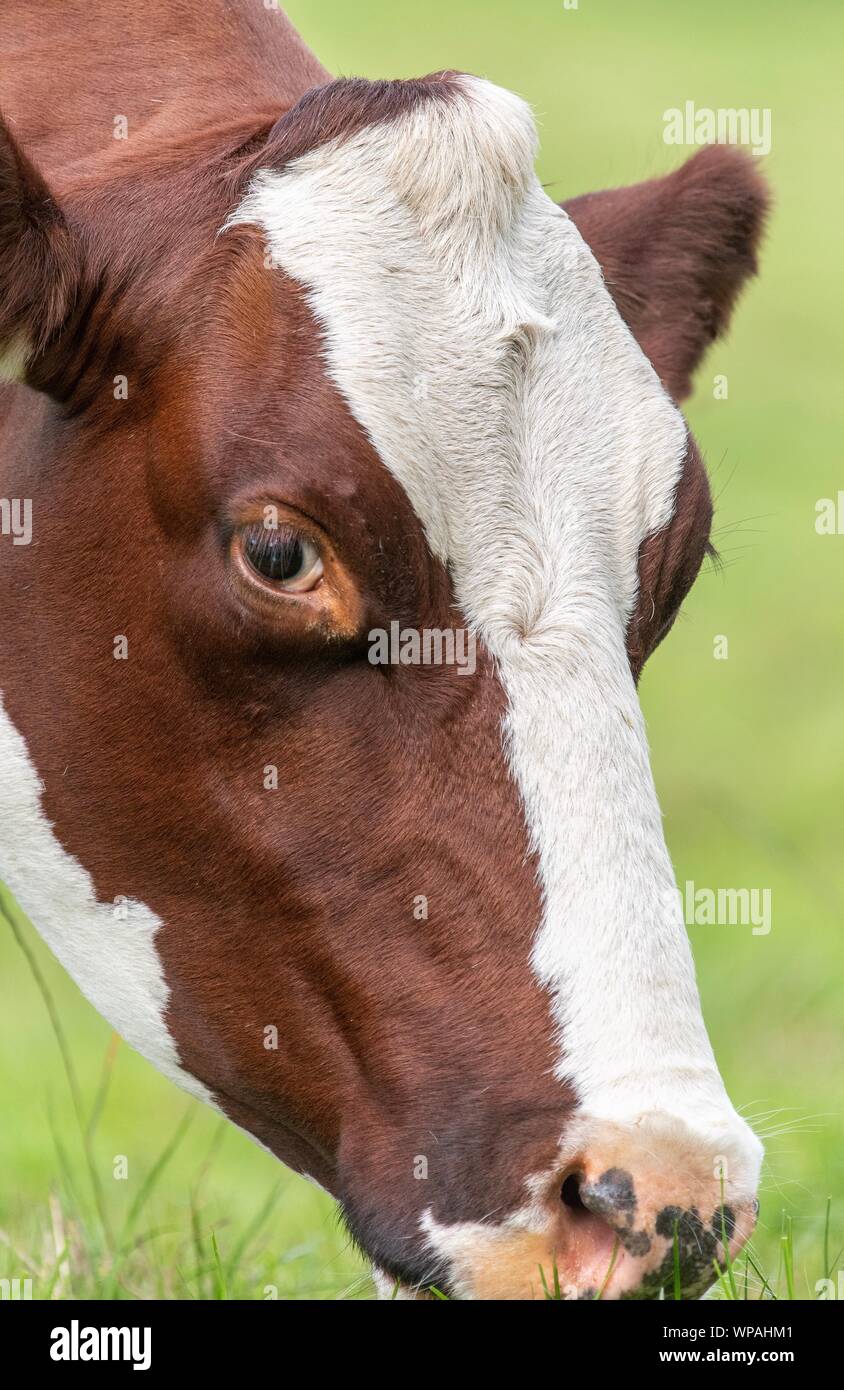 A close up photo of a brown and white cow standing in a field Stock ...