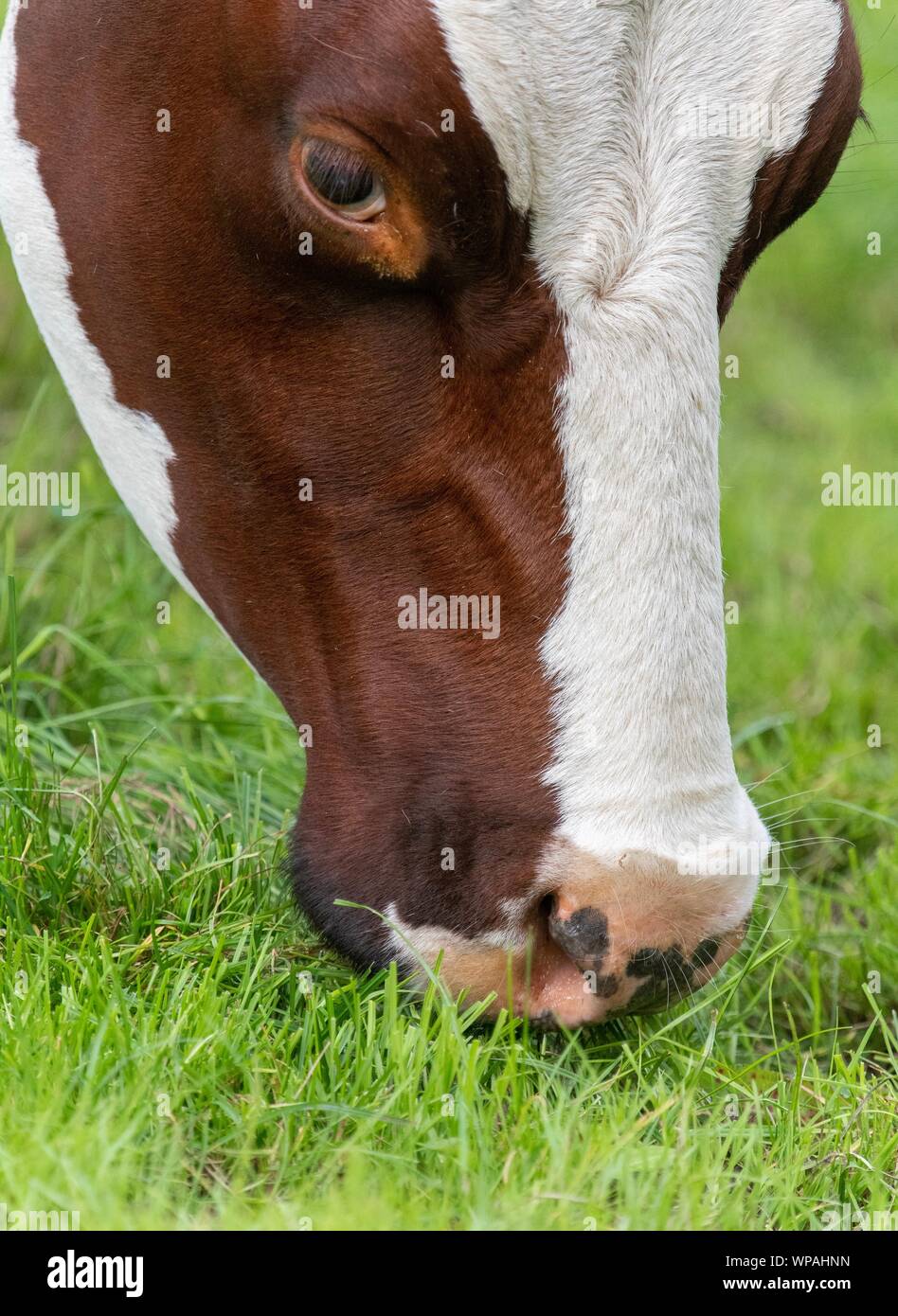 A close up photo of a brown and white cow standing in a field Stock ...
