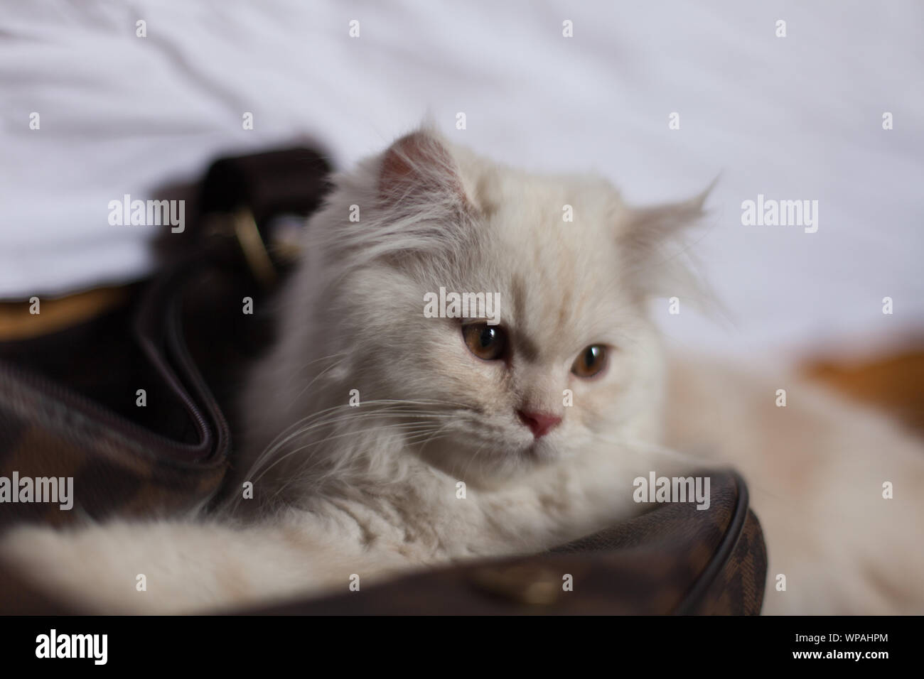 Fluff ball hires stock photography and images Alamy