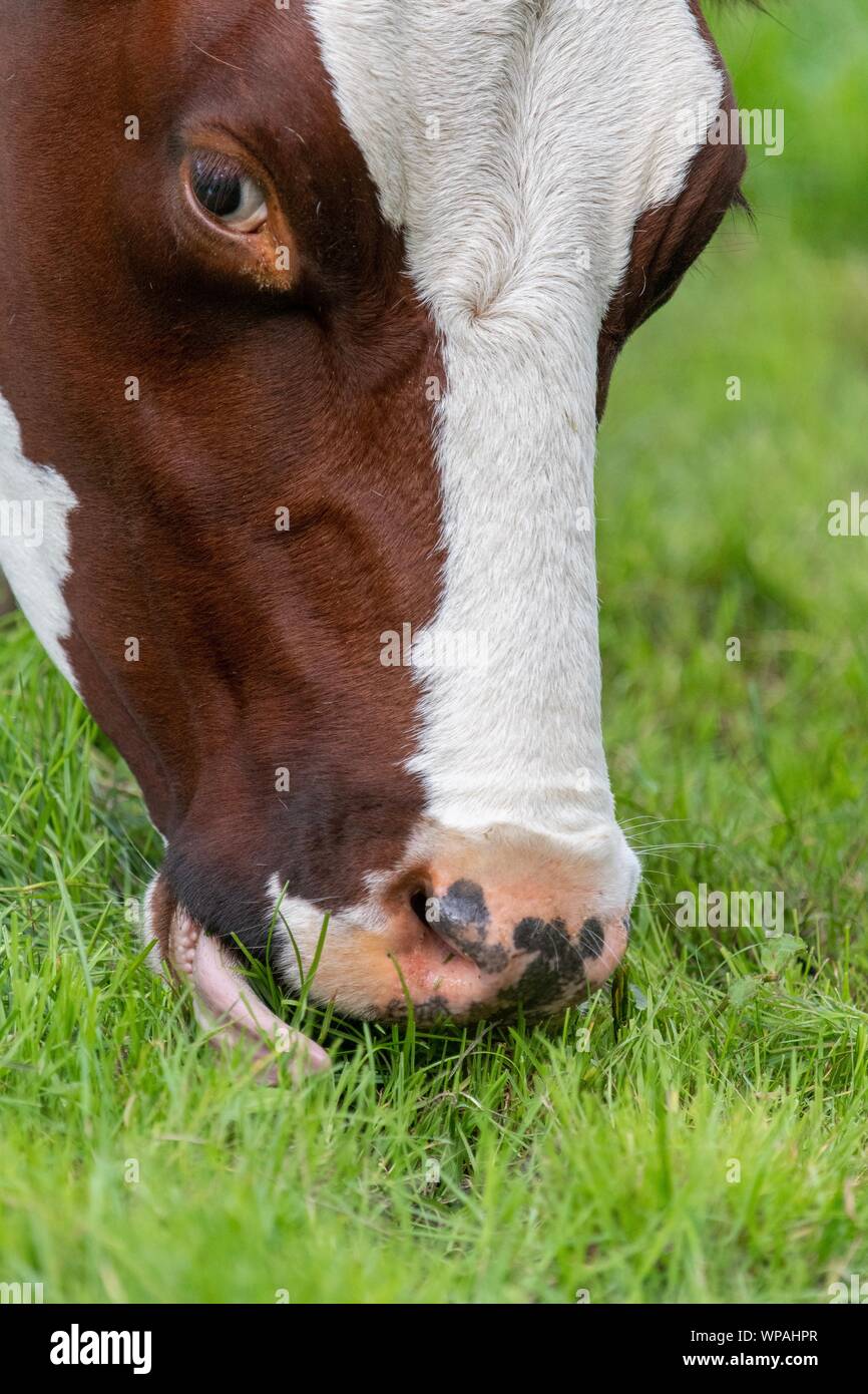A close up photo of a brown and white cow standing in a field Stock ...