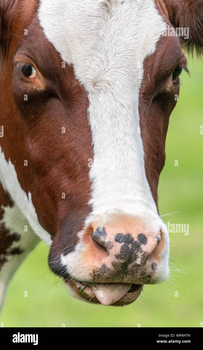 A close up photo of a brown and white cow standing in a field Stock ...