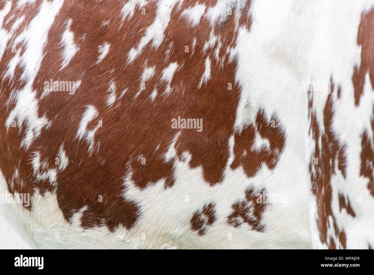 A close up photo of a brown and white cow hide Stock Photo