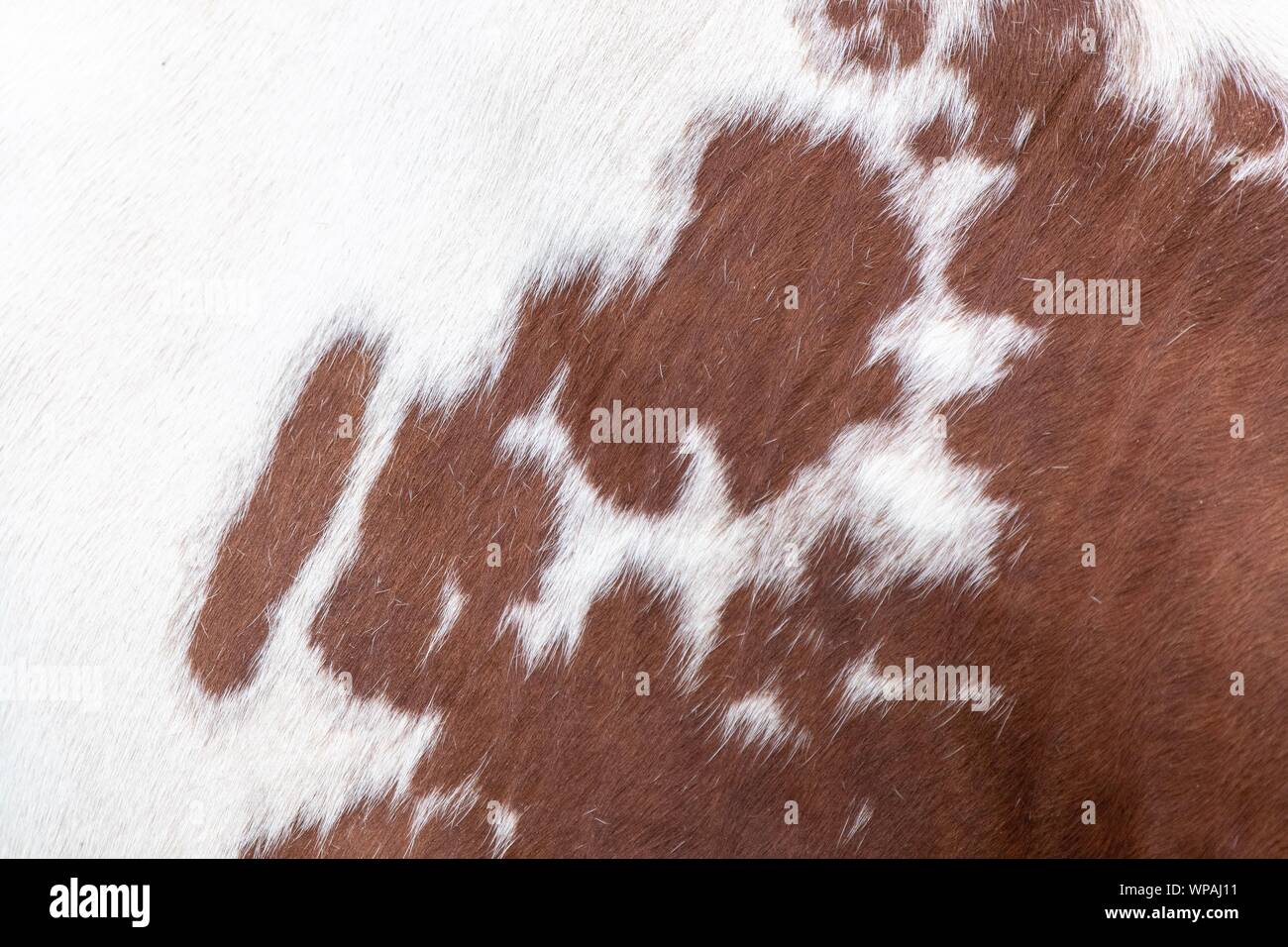 A close up photo of a brown and white cow hide Stock Photo