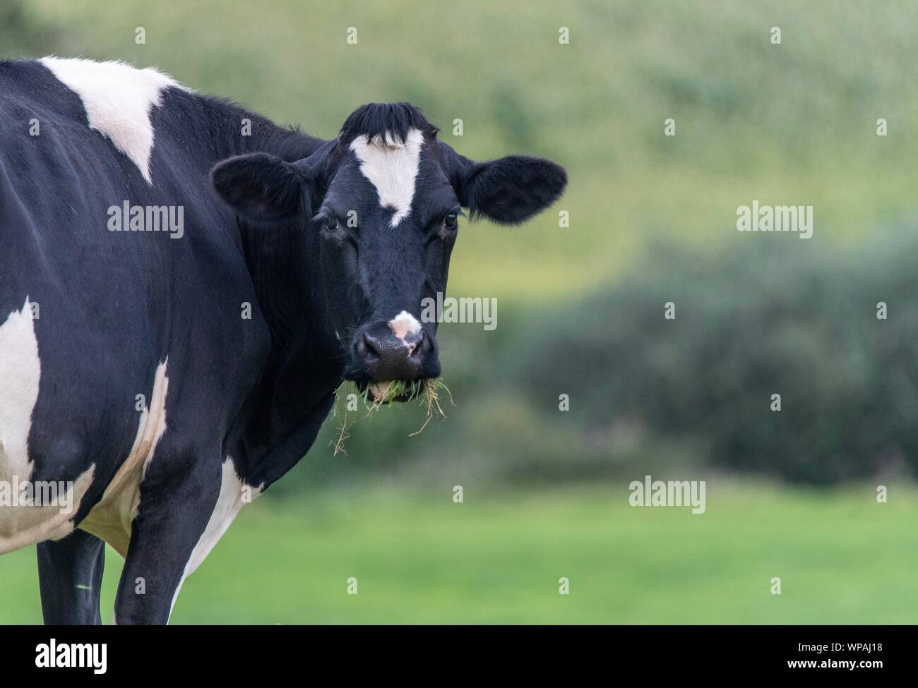 A close up photo of a black and white cow in a field Stock Photo - Alamy