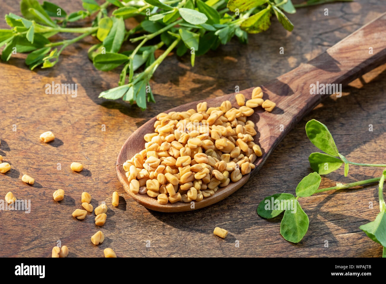 Fenugreek seeds on a wooden spoon with fresh Trigonella foenum-graecum plant Stock Photo
