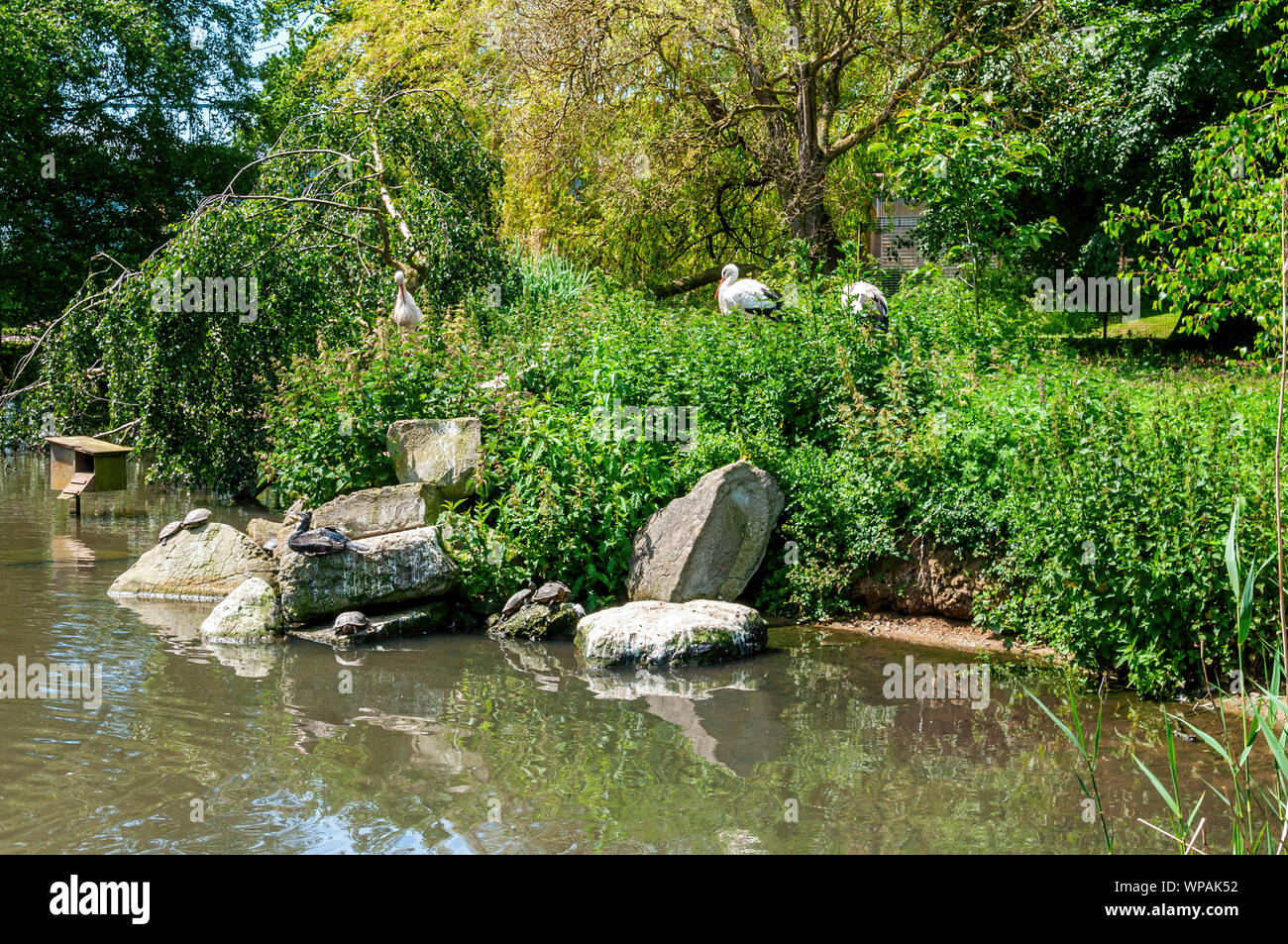 Three white storks stand amongst dense green vegetation at the edge of a pond as a duck and red-eared terrapins sunbathe on rocks at the waters edge Stock Photo
