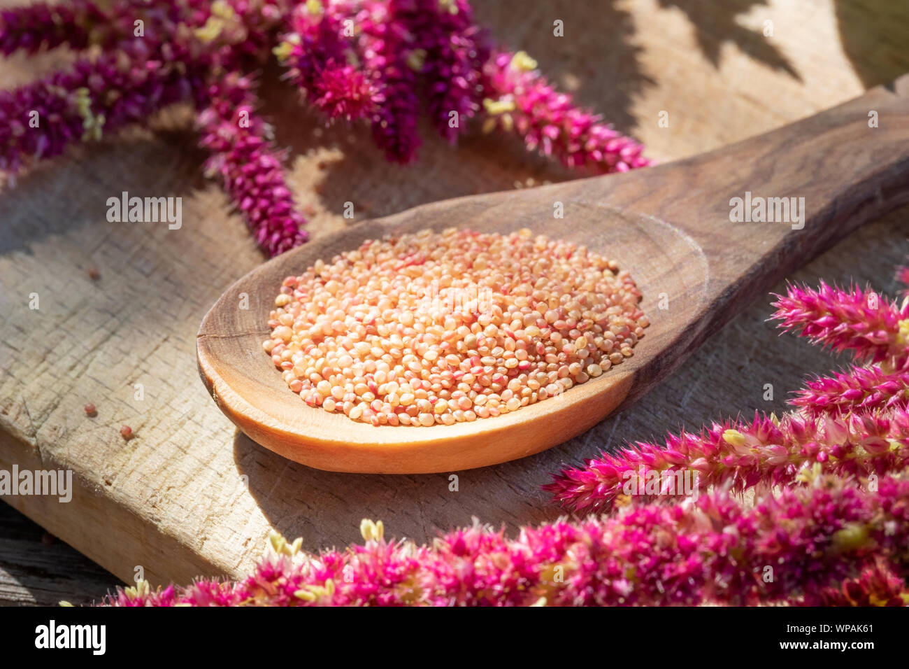 Amaranthus caudatus seeds and flowers Stock Photo Alamy