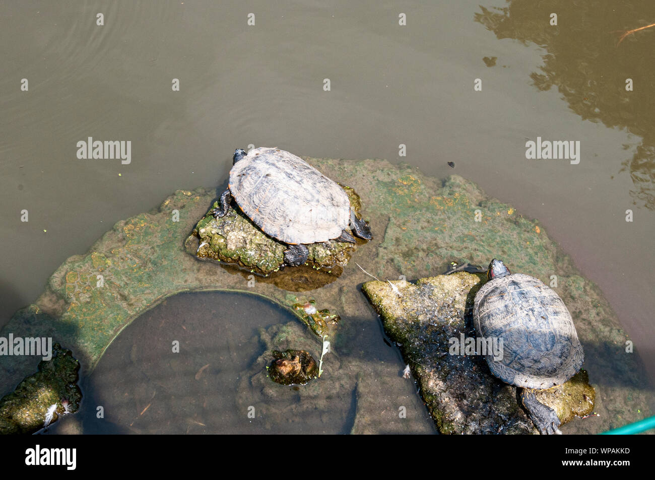Two red-eared terrapins stretch out to expose their heads, legs, feet and tails showing their red and yellow markings as they sunbathe on a rock Stock Photo