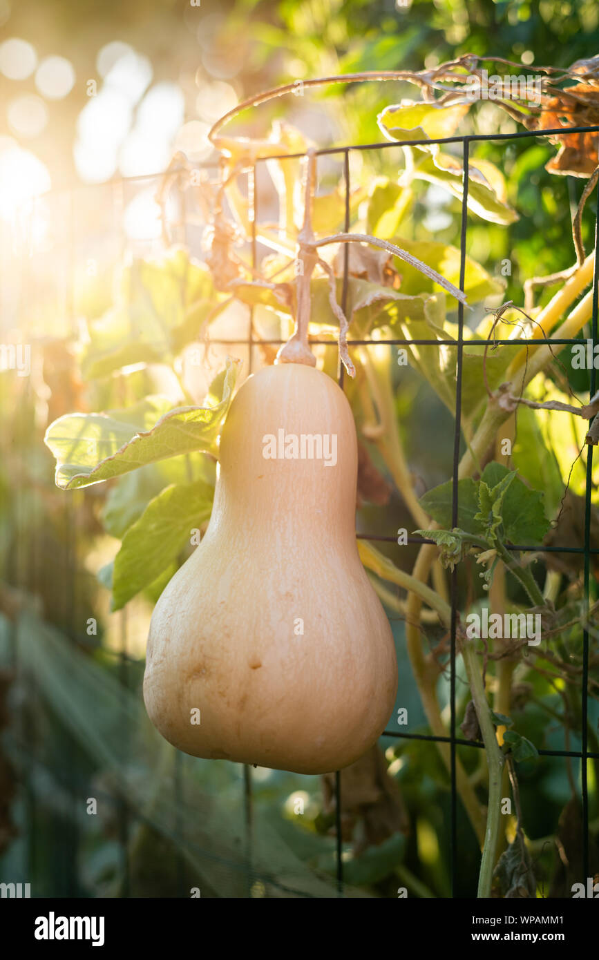 Sunny image of a homegrown butternut squash hanging from a vine over a wire trellis. Grown in Sun City, Arizona. Stock Photo