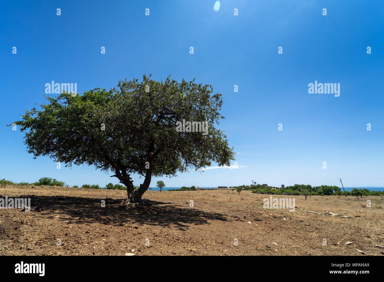 Natural landscape. Lonely tree in the field. Lens flare Stock Photo - Alamy