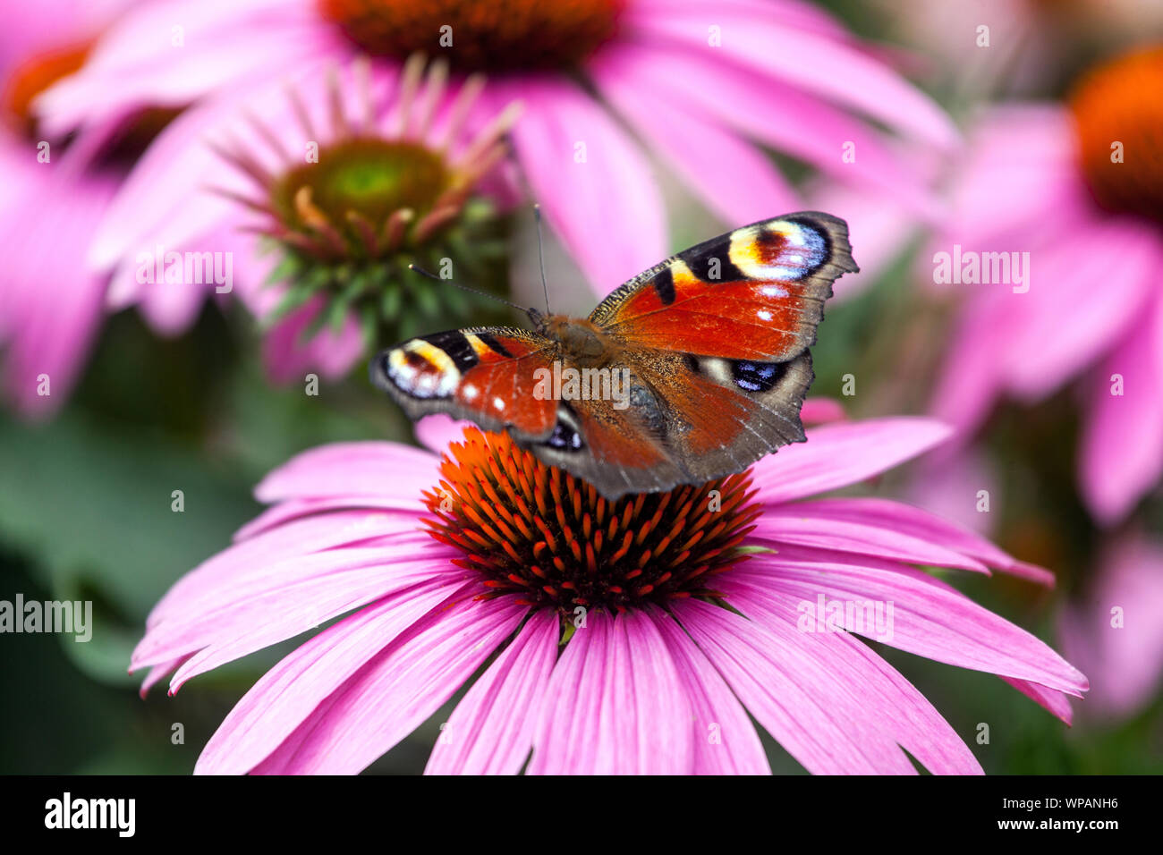 Butterfly on flower collecting nectar, Purple coneflower, Peacock Butterfly Inachis io sitting on Echinacea flower Stock Photo