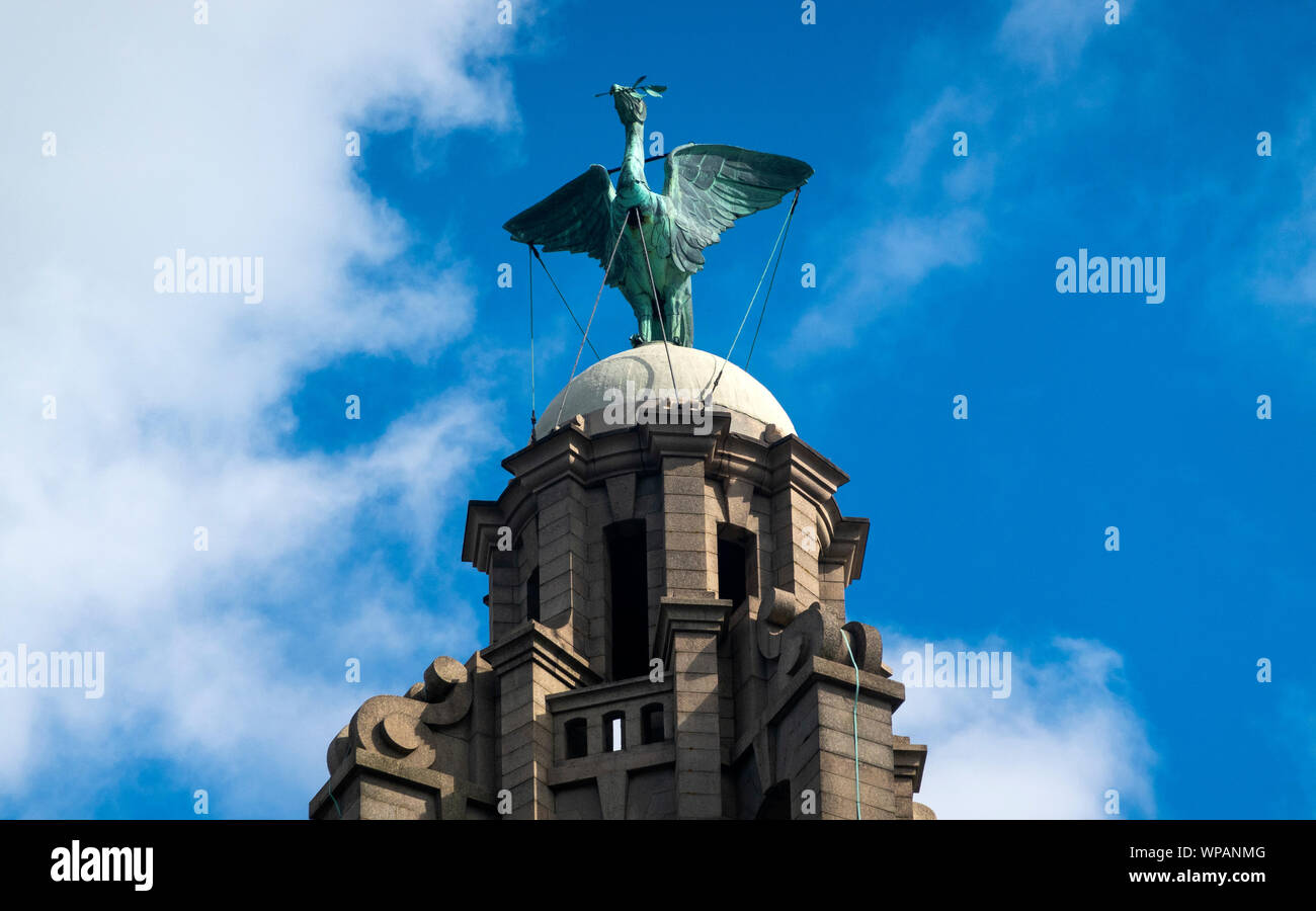 A liver bird statue on the Royal Liver Building in Liverpool Stock Photo