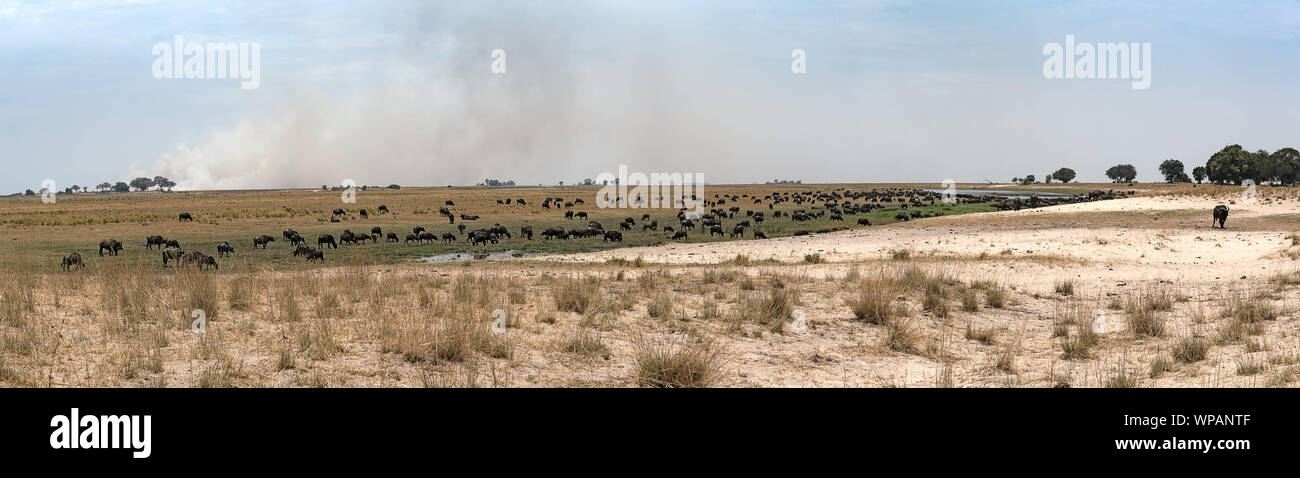 Water buffalo herd in front of a steppe fire on the dry Chobe River in Botswana Stock Photo