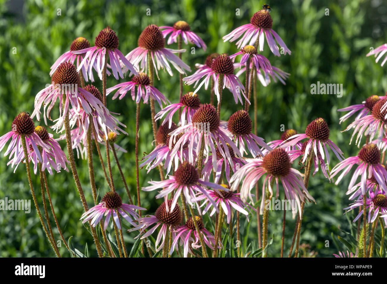 Tennessee Coneflower Echinacea tennesseensis 'Rocky Top' Stock Photo