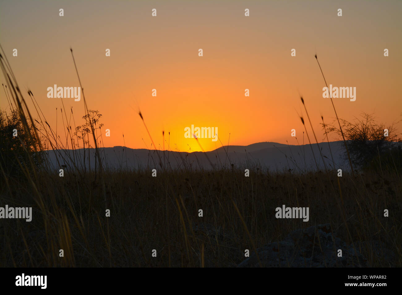 Savannah desert hi-res stock photography and images - Alamy