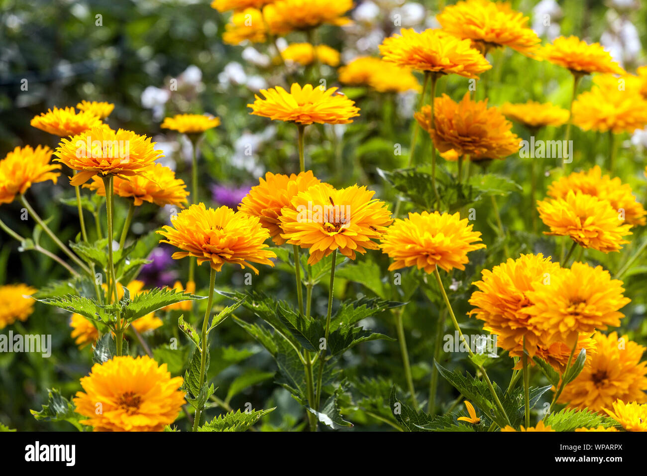 False sunflower, Heliopsis helianthoides var. Scabra 'Sonnenschild', yellow flowers Stock Photo