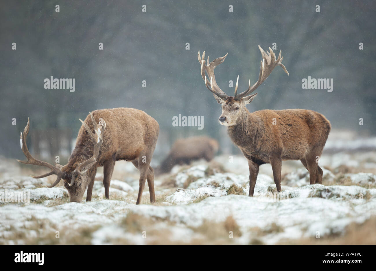 Group of red deer in winter, UK. Stock Photo