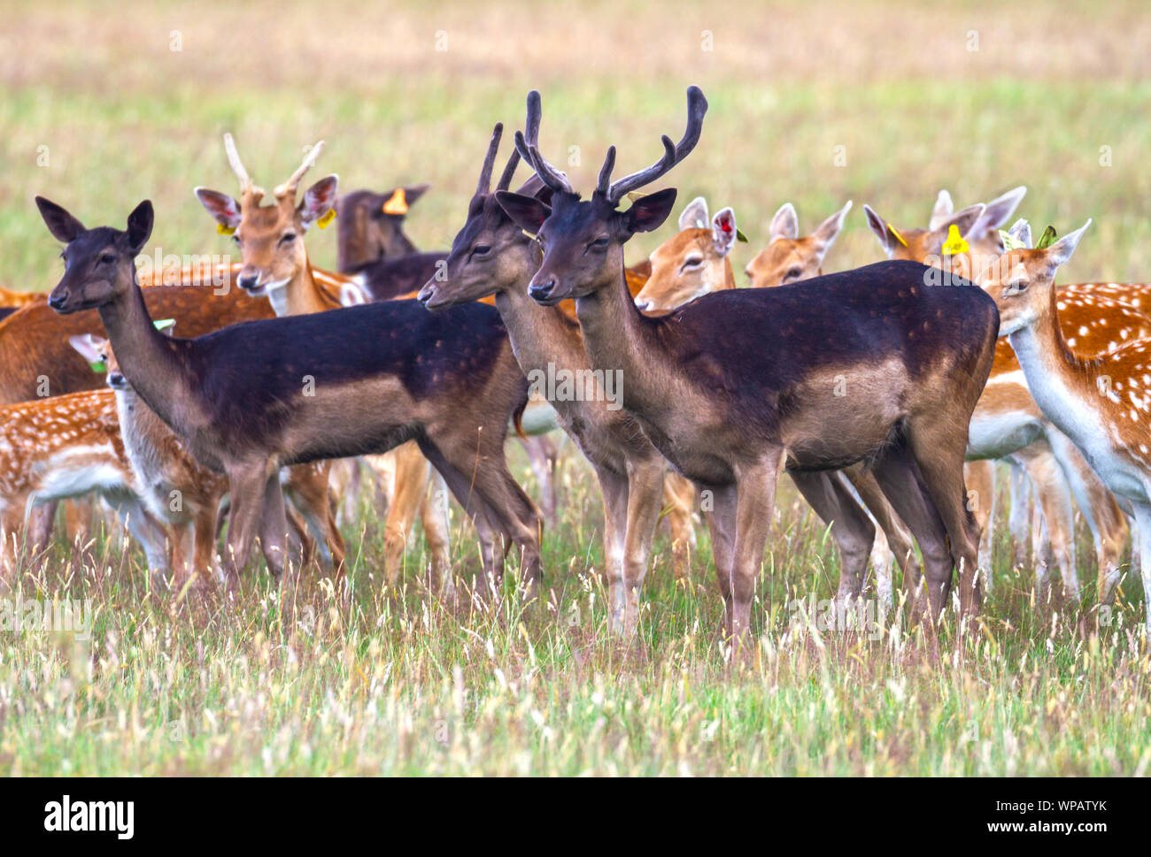 Fallow deer (Dama dama), tagged wild herd with male bucks and females does. Phoenix Park, Dublin, Ireland. Different color coats, dark and light Stock Photo