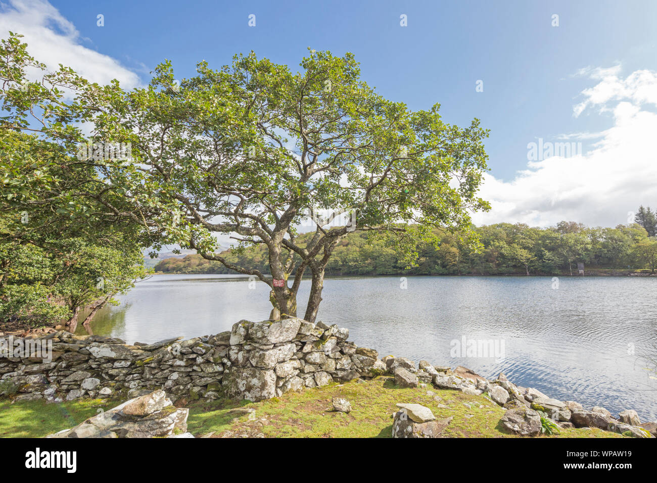 Llyn Cynwch lake on the popular Precipice Walk, Snowdonia National Park, North Wales, UK Stock Photo