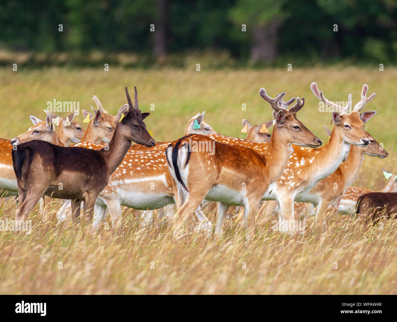 Fallow deer 'Dama dama', tagged wild herd, Phoenix Park, Dublin, Ireland. Young male bucks and female does with coat colour variation Stock Photo