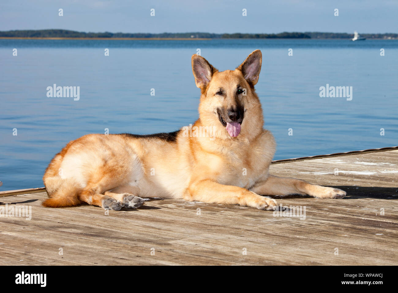 Outdoor portrait of pure bred german shepherd. Stock Photo