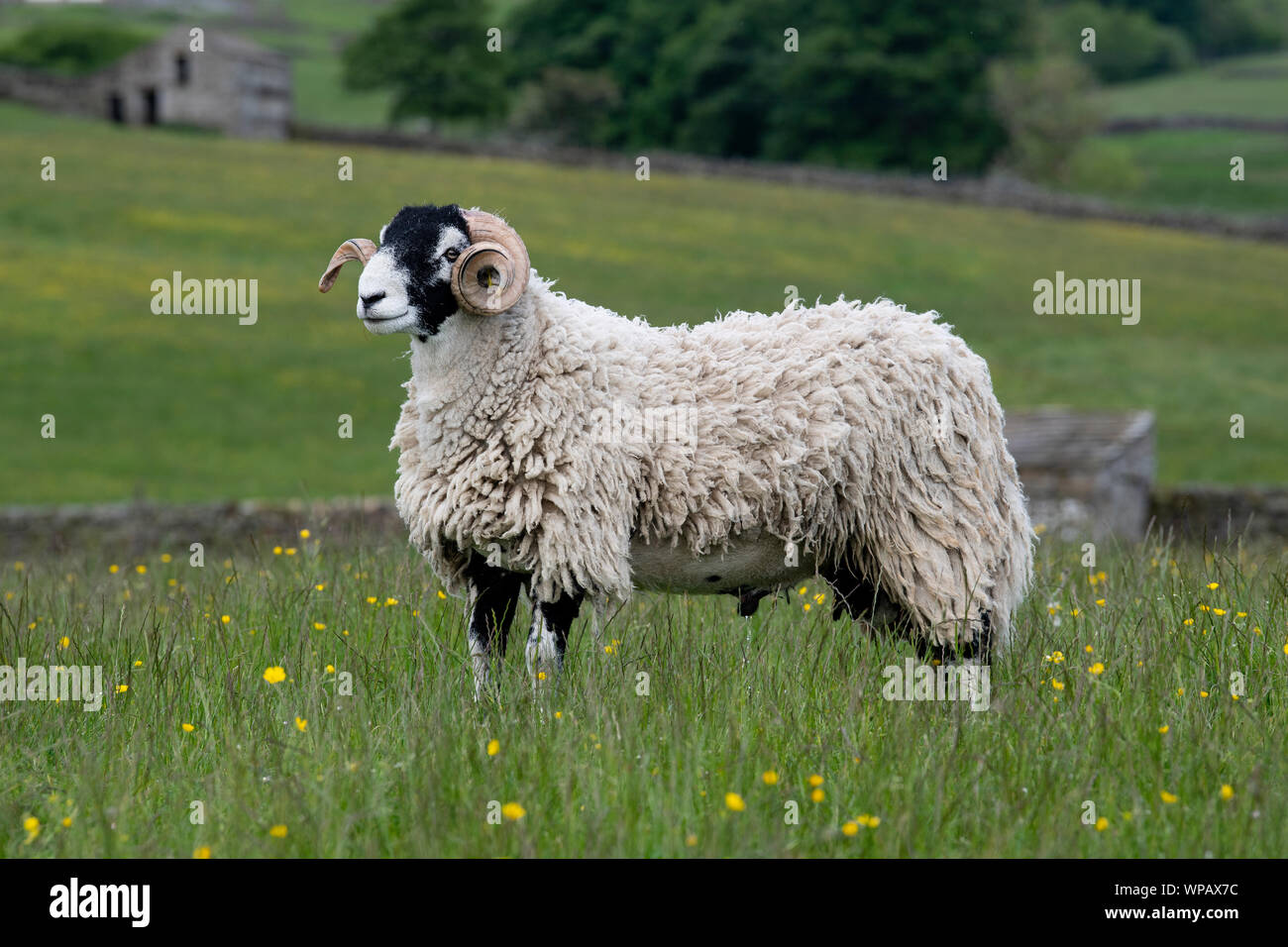 Swaledale ram in traditional upland pasture, Hawes, North Yorkshire, UK ...