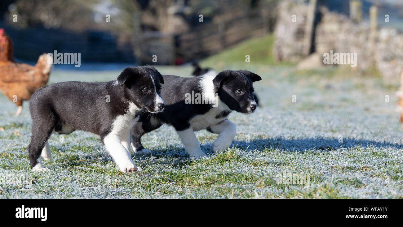 Border collie puppies playing in field. North Yorkshire, UK. Stock Photo