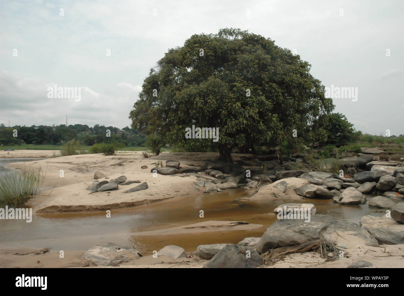 African tree between sand and rocks surrounded by side arm of th congo river Stock Photo