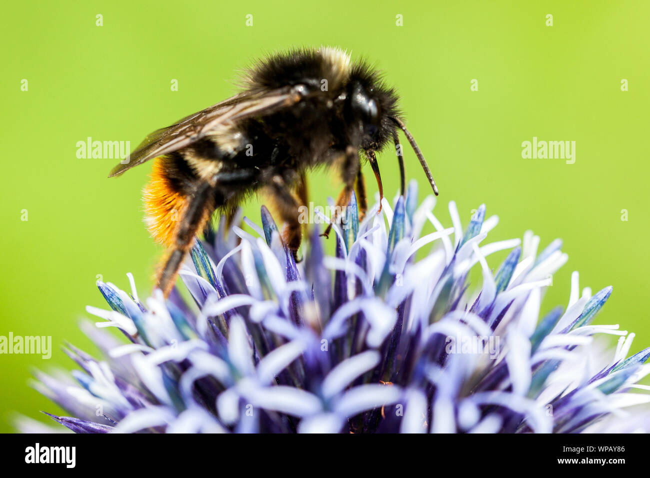 Bumblebee collecting nectar Bombus lapidarius on flower, close up Blue Globe Thistle Stock Photo