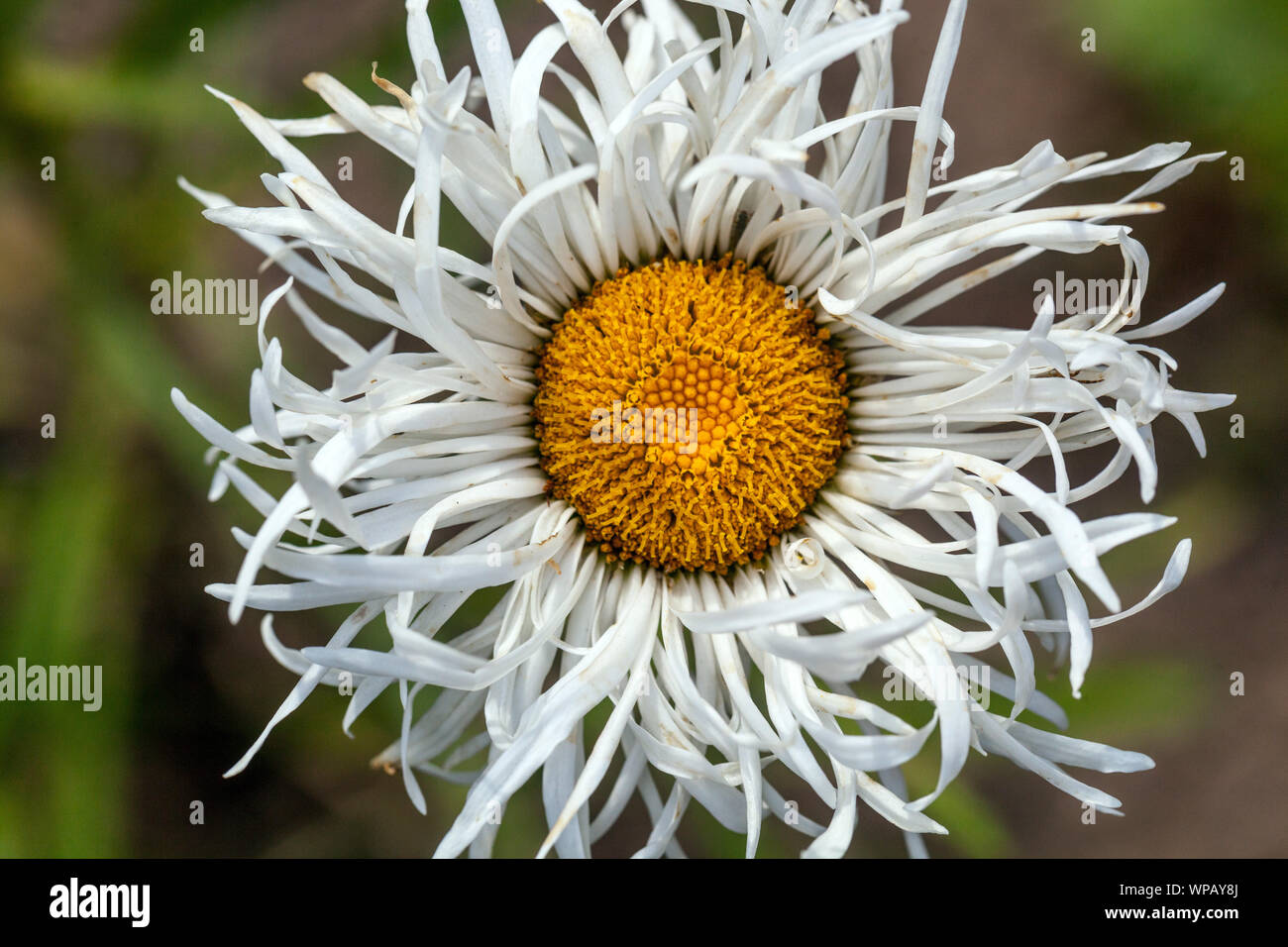 White Shasta Daisy, Leucanthemum × superbum ‘Shapcott Gossamer’ june flower Stock Photo