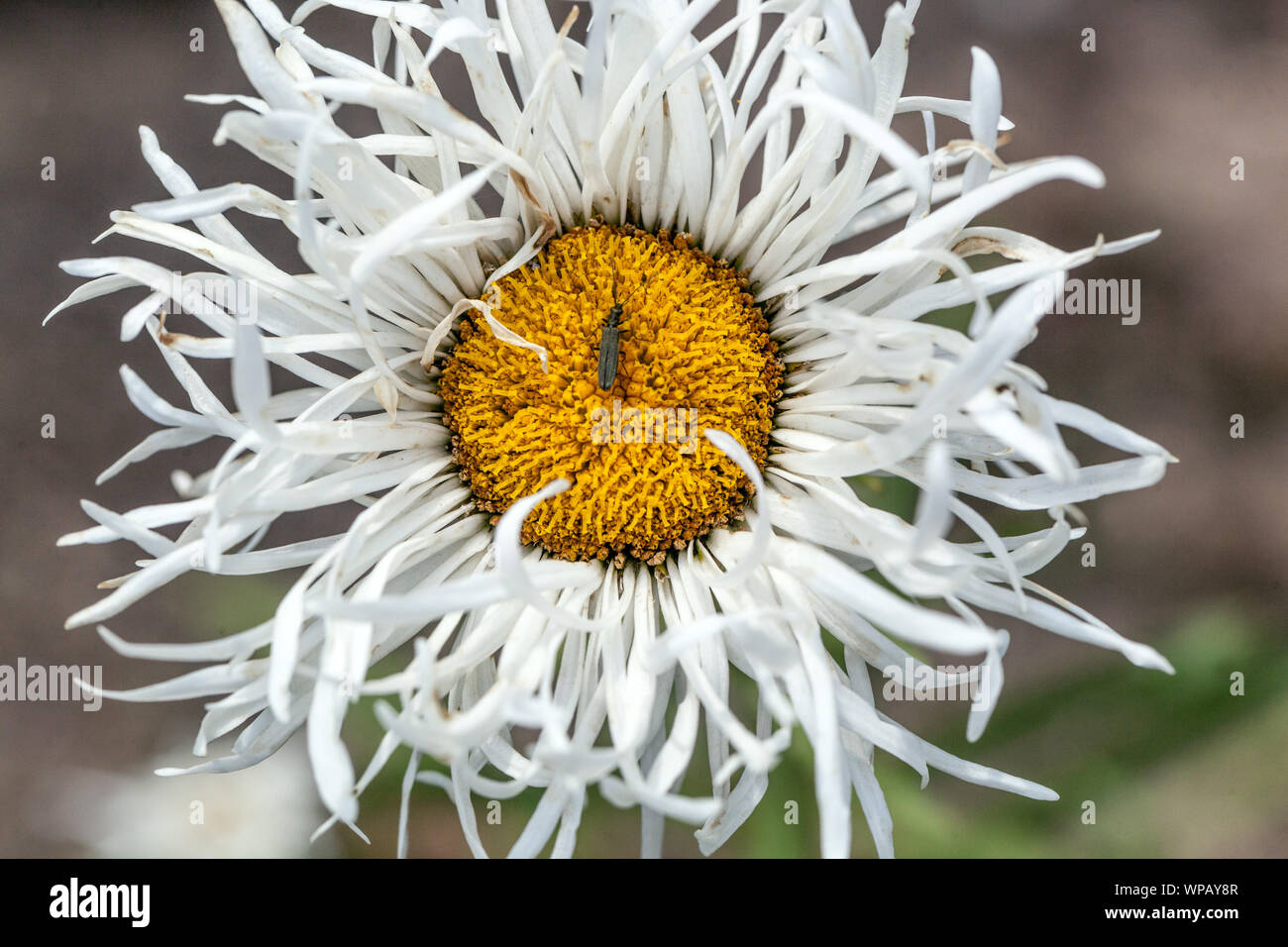 White flowers Shasta Daisy, Leucanthemum × superbum ‘Shapcott Gossamer’, bug Stock Photo
