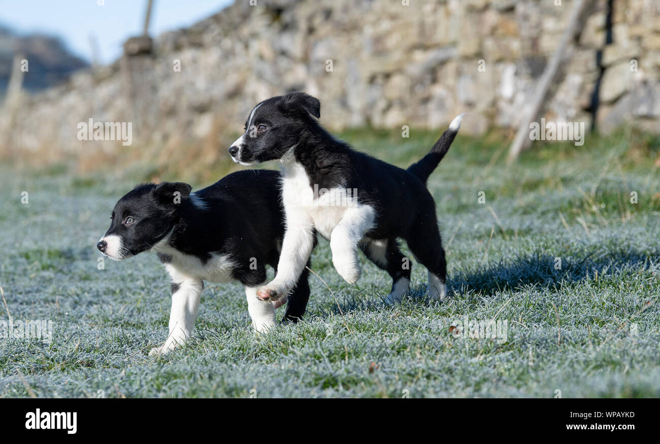 Border collie puppies playing in field. North Yorkshire, UK. Stock Photo