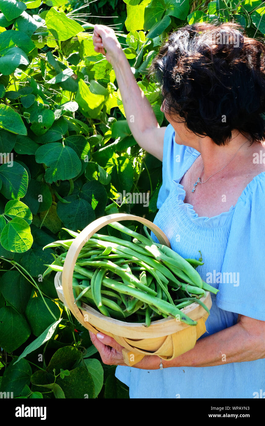 Mature adult lady picking runner beans - John Gollop Stock Photo
