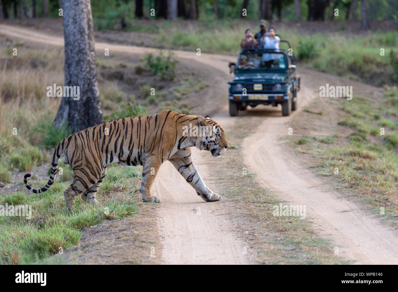 Royal Bengal Tiger or Panthera Tigris Tigris crossing road in front of tourist in safari jeep at  Kanha national park Madhya Pradesh central India Stock Photo