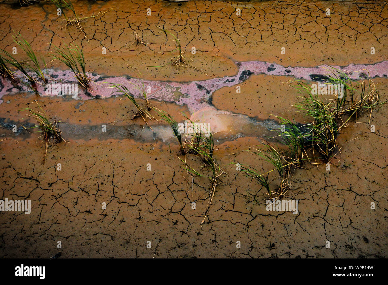 Full frame of the textures and colors of the dry soil with contaminated water Stock Photo