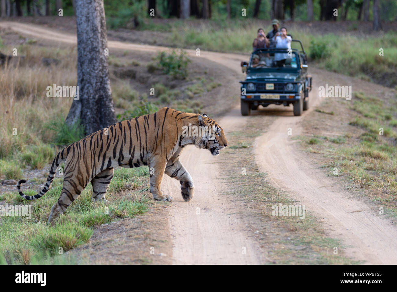 Royal Bengal Tiger or Panthera Tigris Tigris crossing road in front of tourist in safari jeep at  Kanha national park Madhya Pradesh central India Stock Photo