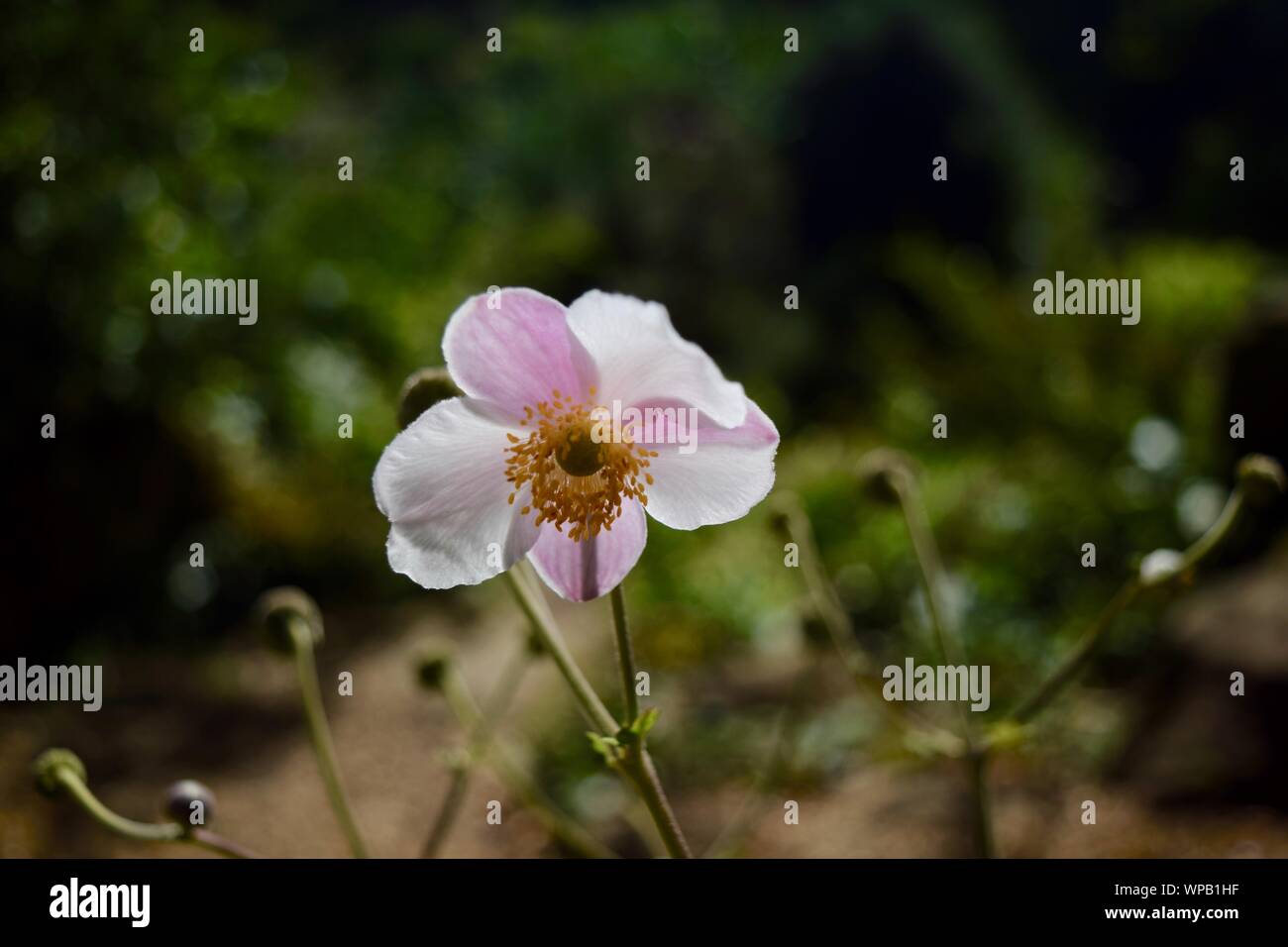 Specimen flowers, shrubs and trees Stock Photo