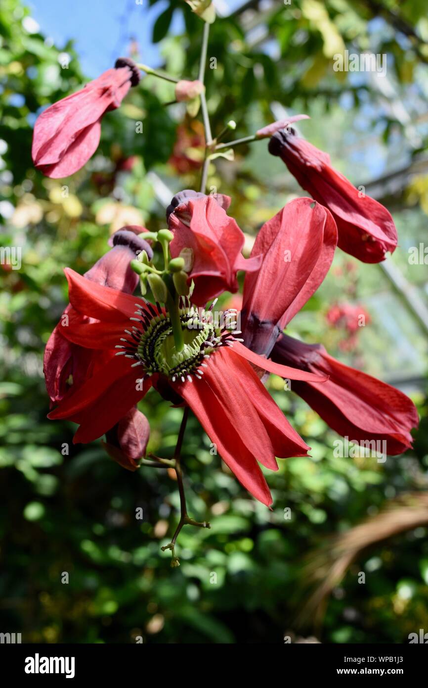 Specimen flowers, shrubs and trees Stock Photo Alamy