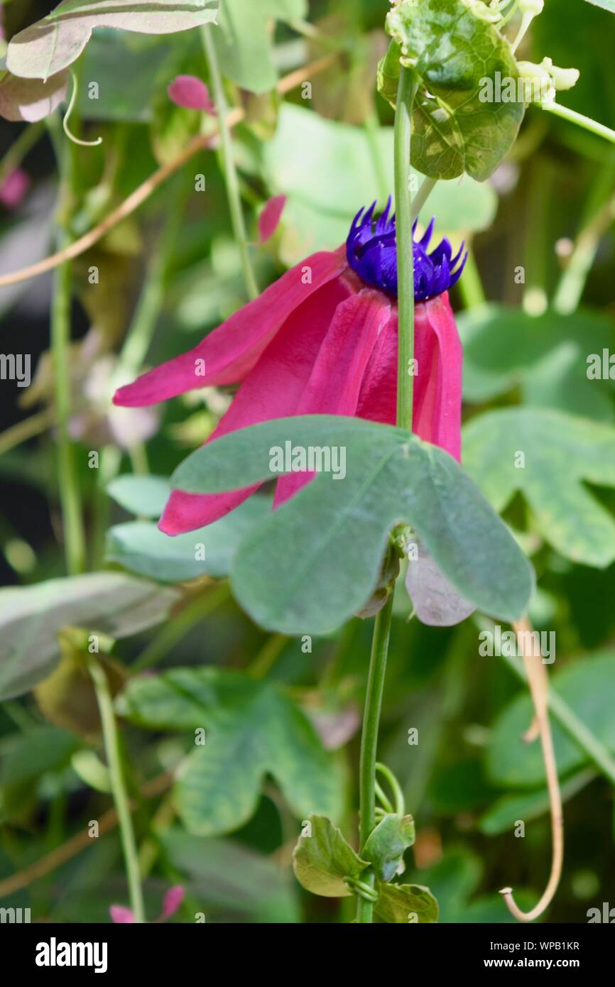 Specimen flowers, shrubs and trees Stock Photo Alamy