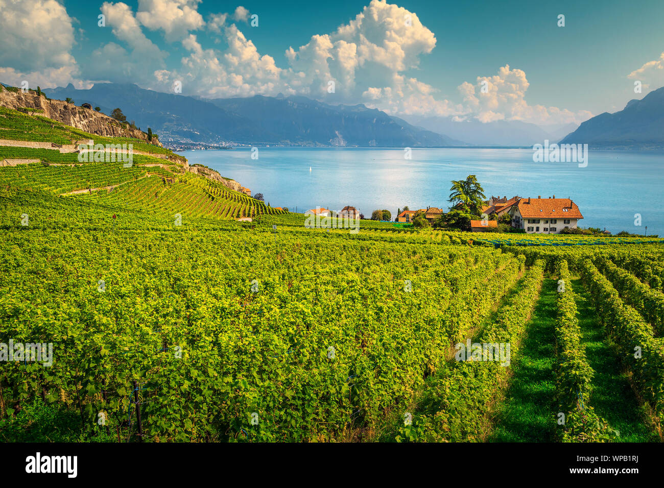 Picturesque terraced vineyard with Lake Geneva in background. Amazing