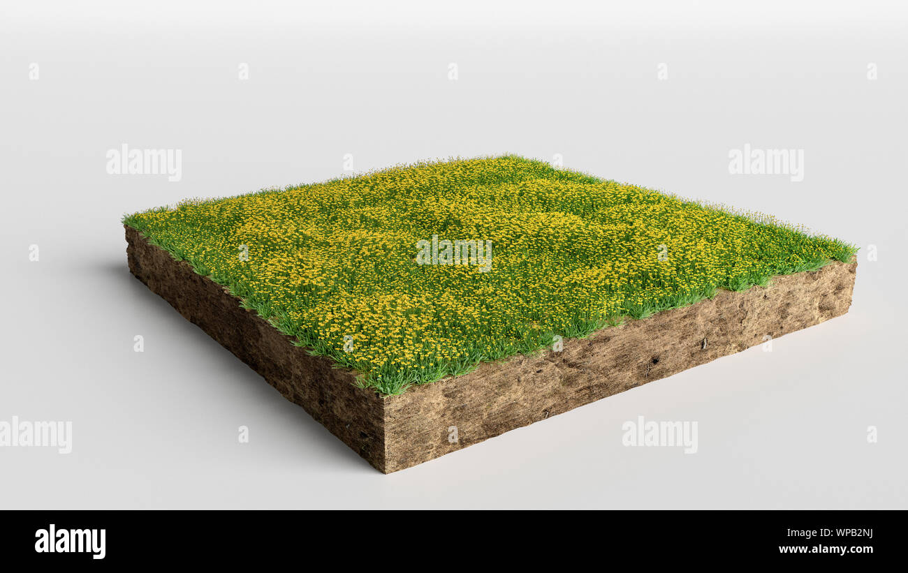 3D Illustration Square of grass field with flowers on white background ...