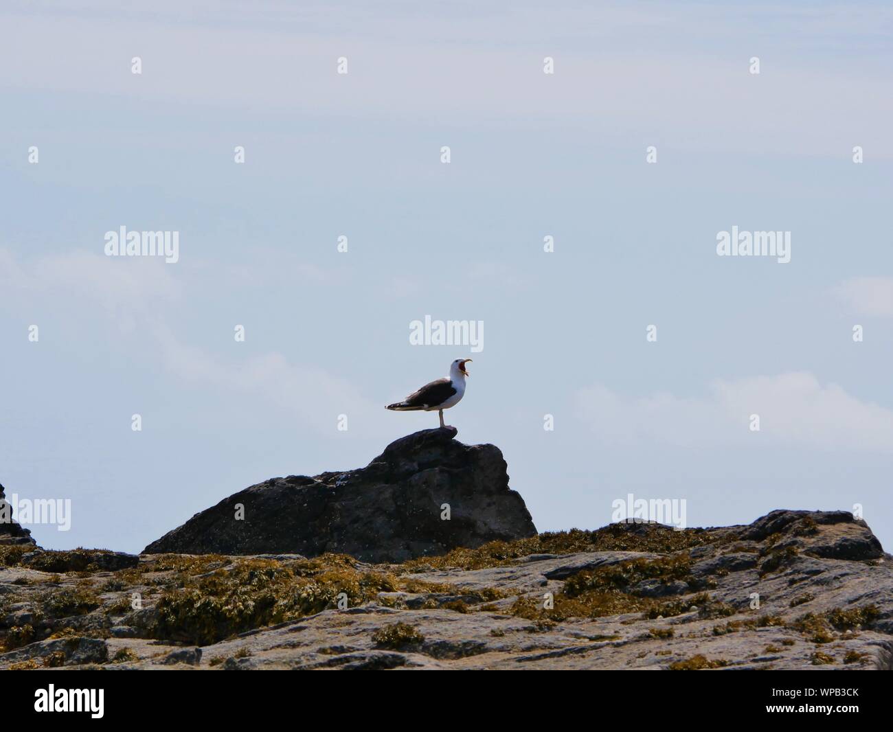 Goéland percher sur un rocher , goéland bec ouvert , goéland qui hurle , goéland sur un rocher au bord de la mer , goéland sur l'île de molène Stock Photo