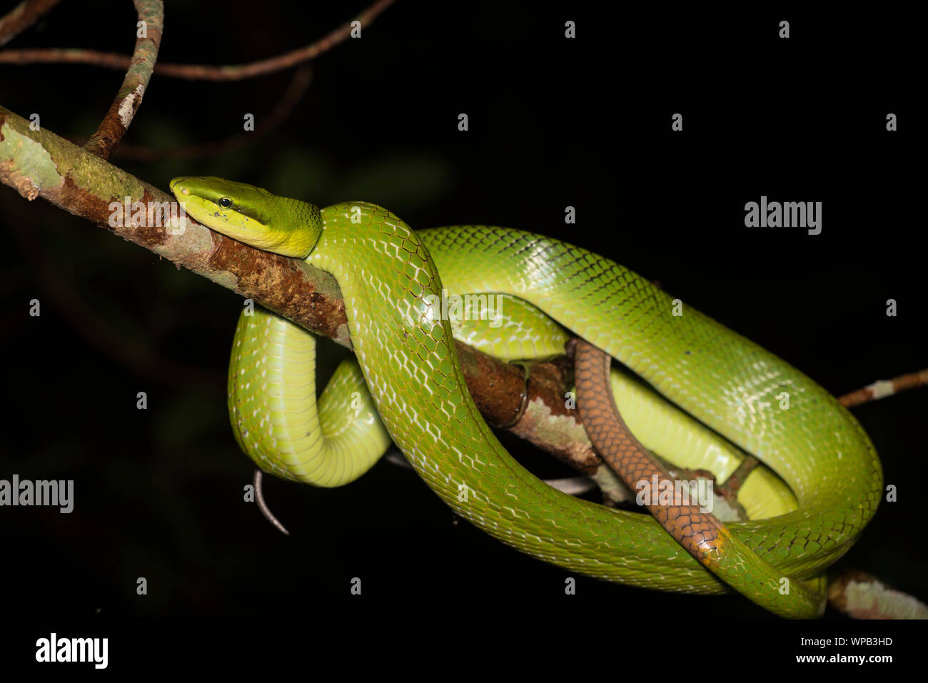 Red-Tailed Racer (Gonyosoma oxycephalum) wrapped around a branch in the  jungle of Kaeng Krachan NP Thailand Stock Photo - Alamy
