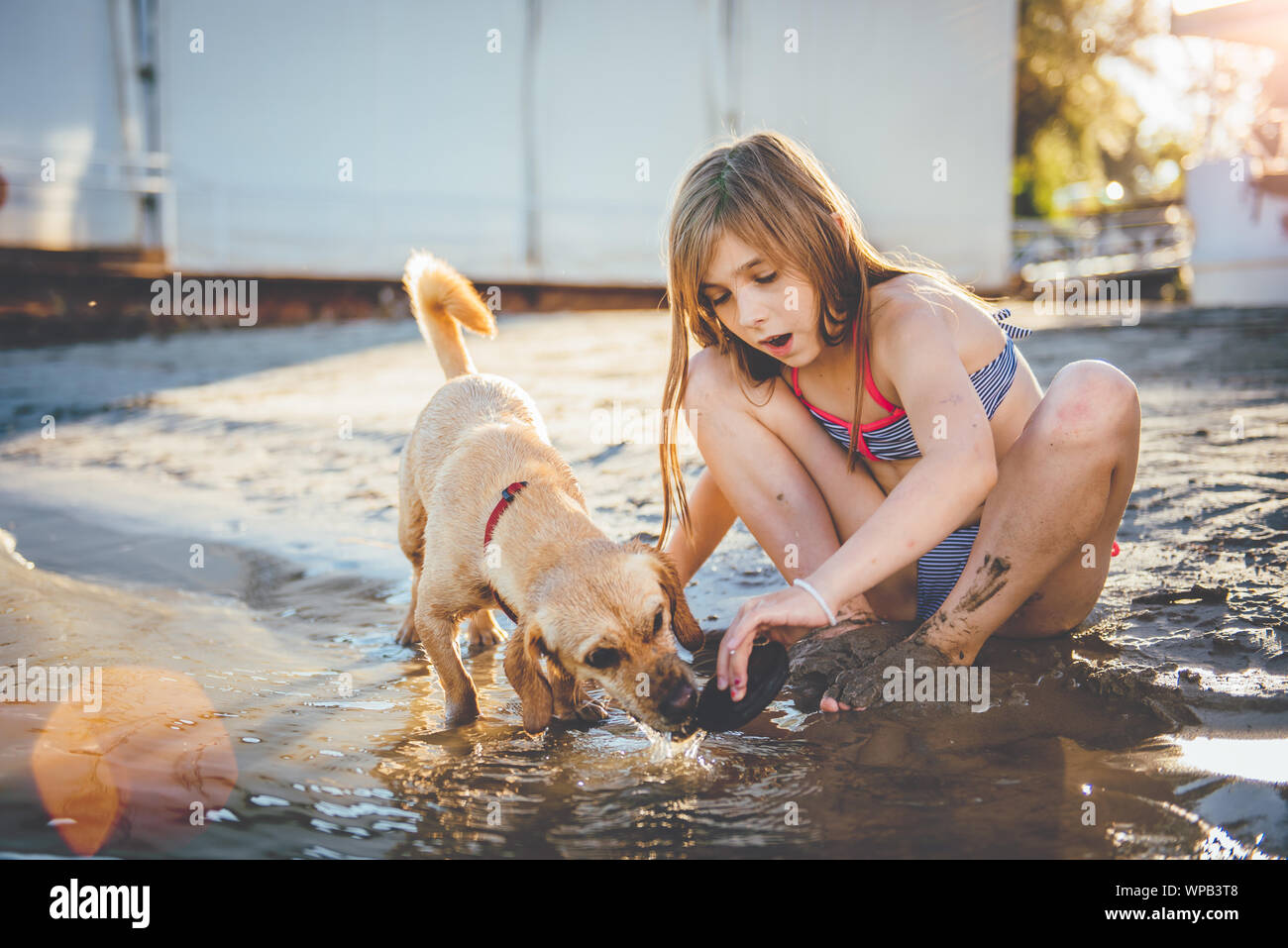 Girl with a small yellow dog playing with the shell in shallow water on the beach Stock Photo