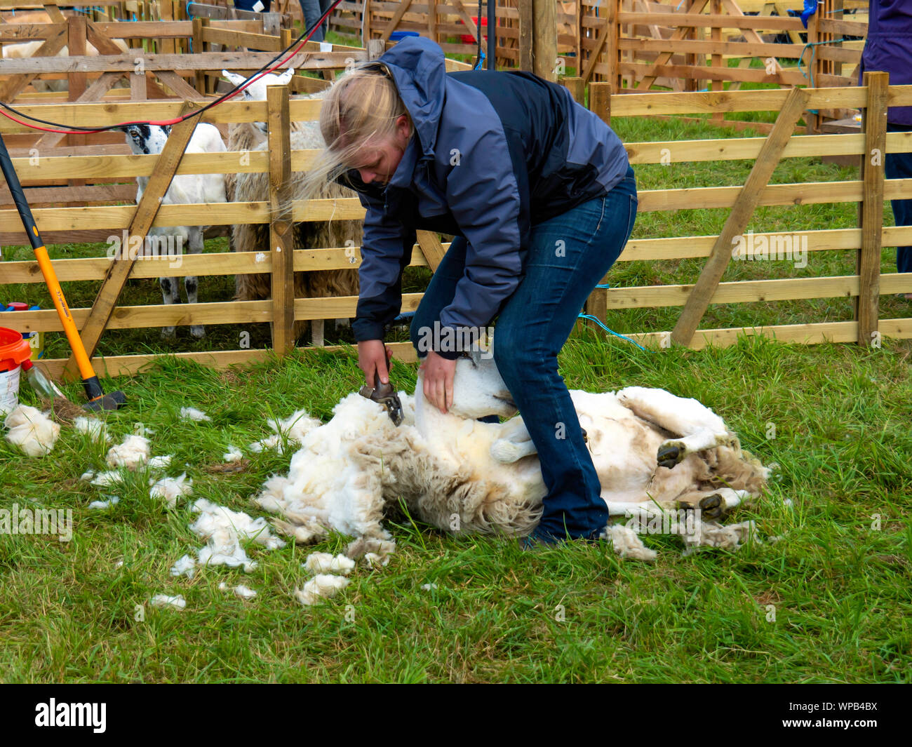 Woman sheep shearing hires stock photography and images Alamy