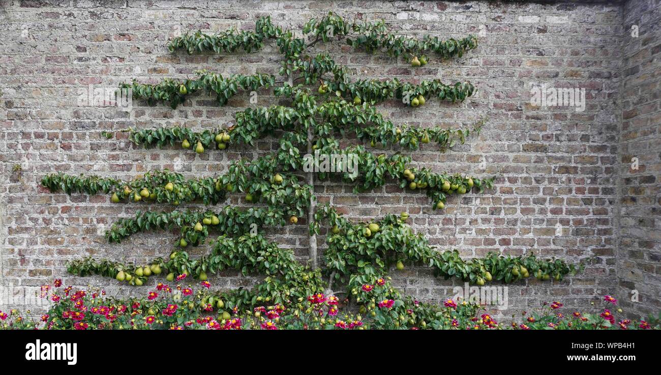 A pear fruit tree trained in the espalier way grown against a brick wall. Stock Photo